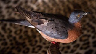 A male passenger pigeon