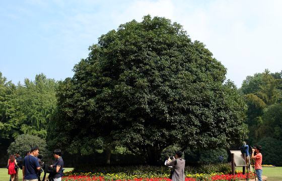 The biggest Osmanthus tree in Nanjing, which called the king of Jinling trees blooms on 24th September, 2014 in Nanjing, Jiangsu, China.