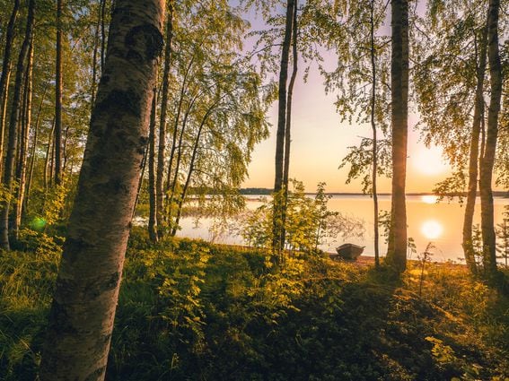 sunset, summer, lake, trees