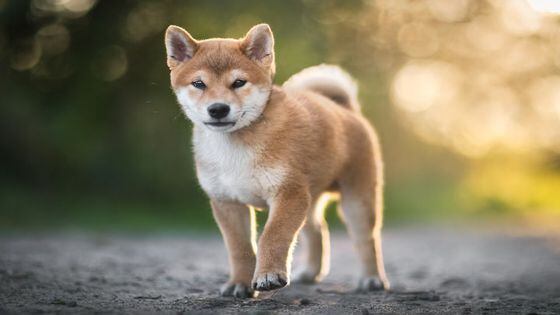 Hype or Opportunity? Meme Coin Shiba Inu Is Launching a DAO