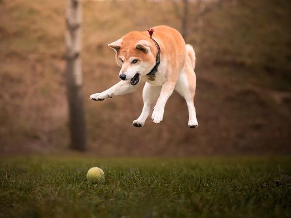 Shiba Inu dog (Getty Images)