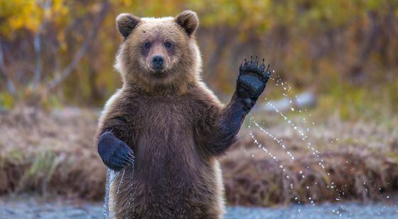 The brown bear welcomes, waves a paw