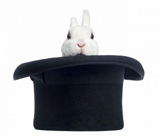 rabbit, hat