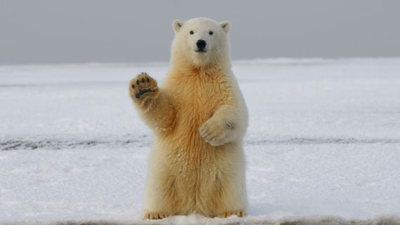 A bear waving. (Hans-Jurgen Mager/Unsplash)
