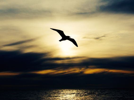 CDCROP: Seagull flying over the water ocean (Usplash)