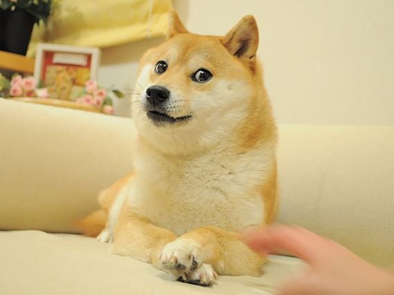 The Shiba Inu ecosystem will tie all applications to a digital identity platform in an effort to become a viable DeFI contender. (Atsuko Sato)