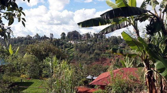 Farms in the hills of Gatanga, Kenya, where Shamba Network is using blockchain, remote sensing technology and statistical sampling to solve specific farming issues in the region.