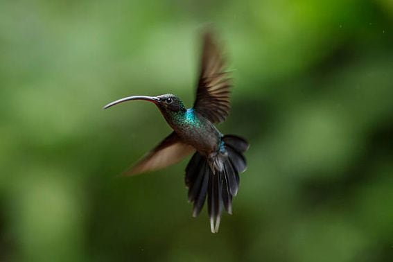 ALAJUELA, COSTA RICA - JANUARY 15:  A Green Hermit is pictured at a Hummingbird feeding station on January 15, 2016 in Alajuela, Costa Rica. Of the 338 known species of Hummingbird worldwide there are around 50 in Costa Rica. Hummingbirds are named for the distinctive sound made by their tiny beating wings, and are admired for their vibrantly coloured iridescent plumage. Their ability to hover, with wings beating between 12 and 90 times a second, and to fly backwards makes them different from all other birds. They are some of the smallest birds in the world and have the highest metabolic rate of any bird with a heart rate that can exceed 1,200 beats a minute. They can hear and see better than humans, but have a poor sense of smell. Hummingbirds eat at least half their body weight in food every day, darting between flowers to lap up nectar. They are generally solitary, very territorial and can be incredibly aggressive towards other birds. At night they go into a state of torpor to help conserve energy, and occasionally can be found sleeping upside down like bats on branches.  (Photo by Dan Kitwood/Getty Images)