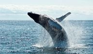 Bitcoin Whales Yet to Resume Accumulation: IntoTheBlock