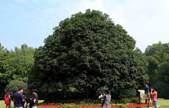 The biggest Osmanthus tree in Nanjing. (TPG/Getty Images)