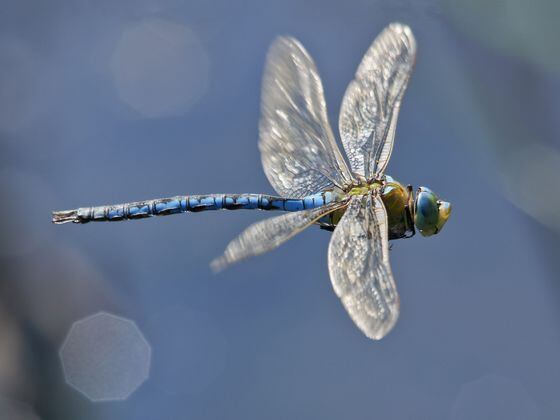 A dragonfly (Getty Images)