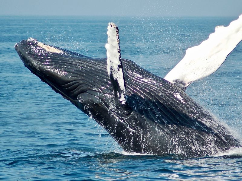 Prescient Bitcoin Whale Moves $244M in BTC to Crypto Exchange. Has BTC Price Topped?
