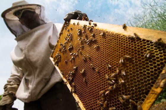 Bees, Swarm, honey
