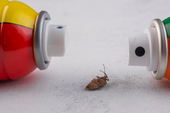 Insect poisoned by an insecticide. Insecticide spray cans