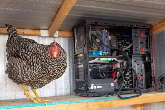 Thomas Smith is using the radiant heat from crypto mining to keep his chickens happy at night.