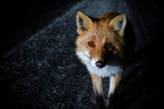 Fox (Getty)