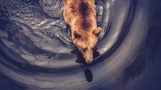 brown bear (Fabe collage, Unsplash)