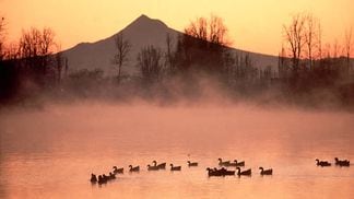Ducks and geese floating in tranquillity (Photo by �� Steve Terrill/CORBIS/Corbis via Getty Images)