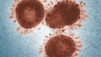 Coronavirus (CDC/ Unsplash)