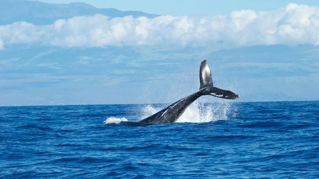 Current Bitcoin Bull Run Is Breeding Millionaire Whales Slower: Kaiko