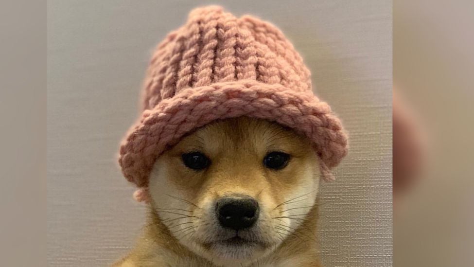 cachorro com chapéu. (Conheça seu meme)