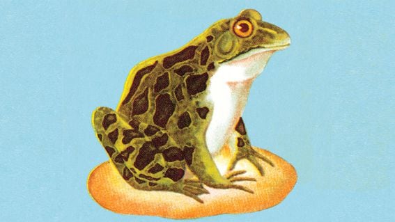 Frog-Crop.jpg
