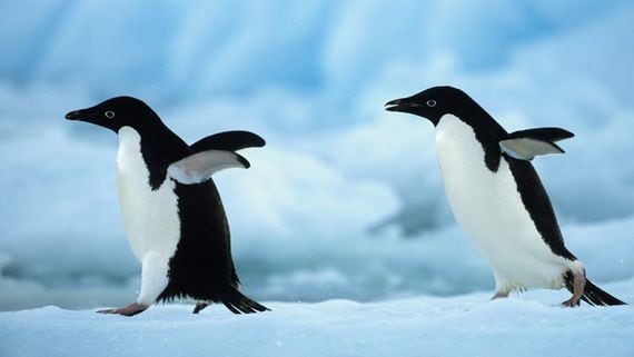 NFT Trading Surges 8X as Penguins, Apes Drive New Boom