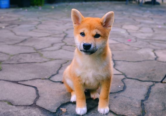 A Shiba Inu puppy (Melody Less/Unsplash)