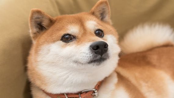 Ether Reaches Record High of Over $4.4K as Shiba Inu Becomes a Leading ETH Burner