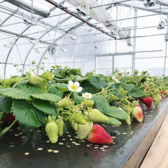 Le Caveau began mining cryptocurrencies to generate heat for its greenhouses in 2018.