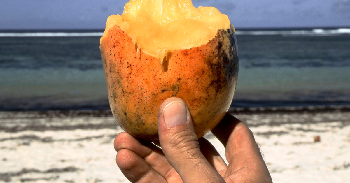 Mango Markets Exploiter Must Stay Detained Pending Trial, Court Rules – CoinDesk