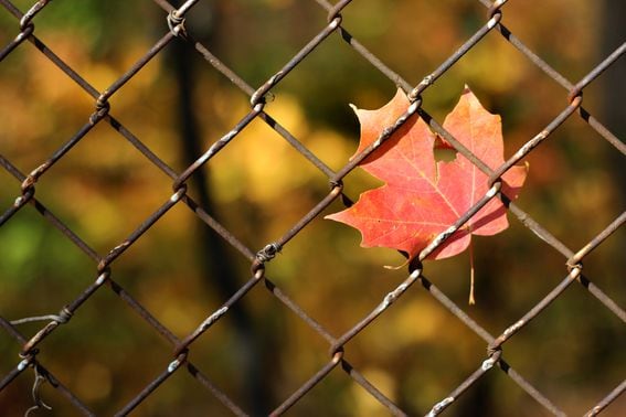 Leaf stuck on fence