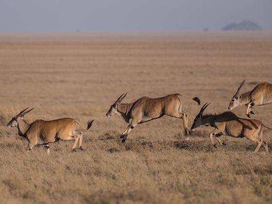 Community of antelopes running through the savannah, representing EOS Foundation community support of Antelope crypto Protocol