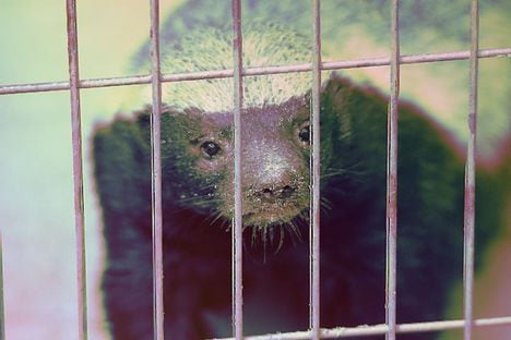 Honey Badger in Higashiyama Zoo

(Tomio344456/Wikimedia Commons, modified by CoinDesk)