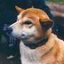 CDCROP: Dogecoin, a meme based on the shiba inu dog breed, was started as a joke in 2013. (Christal Yuen/Unsplash)