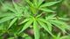 Marijuana plant. (Shutterstock)