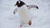 NFT Project Pudgy Penguins Completes $9M Raise