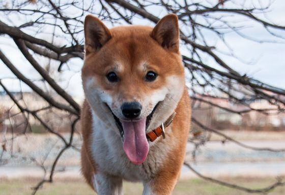 The Shiba inu dog breed, inspiration for dogecoin. (Pixabay)