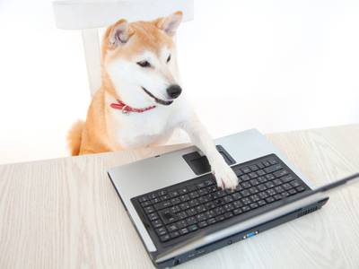 Shiba Inu using PC (paylessimages)
