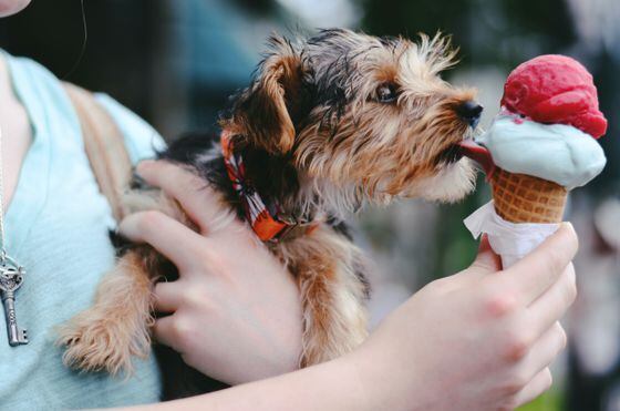 Puppy dogs and ice cream. (Christian Bowen/Unsplash)