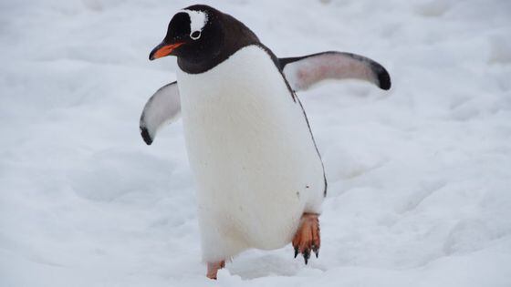 NFT Project Pudgy Penguins Completes $9M Raise