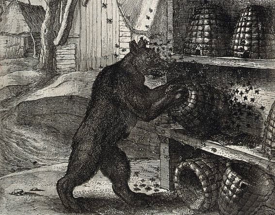 bear, bears, bear market