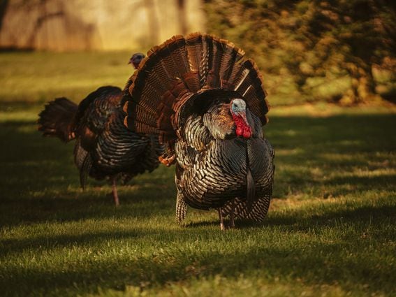 CDCROP: Turkeys (Tyler Donaghy/Unsplash)