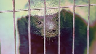 Honey Badger in Higashiyama Zoo

(Tomio344456/Wikimedia Commons, modified by CoinDesk)