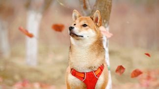 Doge dog in autumn