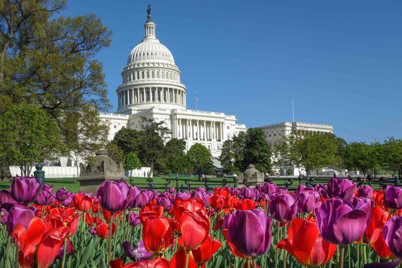 The Capitol Building (courtesy of Shutterstock)