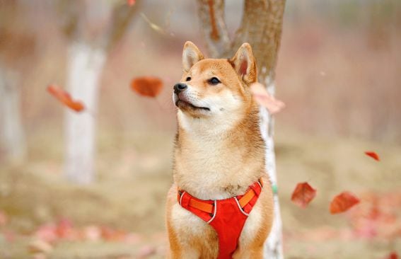 Doge dog in autumn