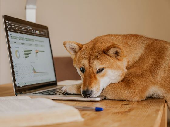 CDCROP: Shiba Inu Doge dog (Getty Images)