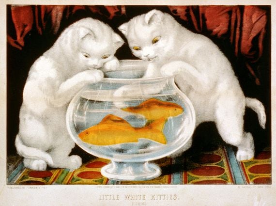 Color lithographic illustration (by Currier & Ives) titled 'Little White Kitties, Fishing' shows two kittens as they peer into a fishbowl, one dipping its paw in the water where two, orange-colored fish swim, 1871. (Photo by Library of Congress/Interim Archives/Getty Images)
