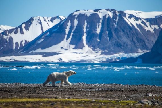 COLD STORAGE: A polar bear on the archipelago of Svalbard, where the Bitcoin Core code repository will be kept in an abandoned mineshaft. (Credit: Shutterstock)